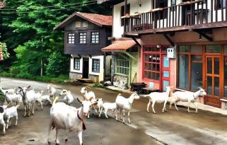 23 Nisan'a Özel Eskişehir Çıkışlı Karadeniz ve Batum Turu (3 Gece Konaklama)